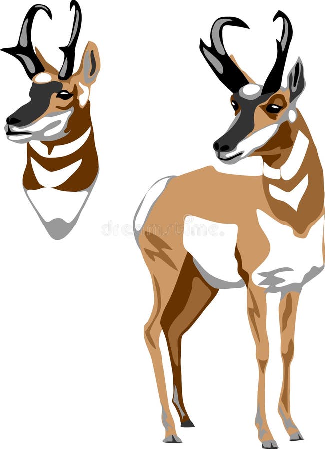 Pronghorn antelope vector stock vector. Illustration of antelope