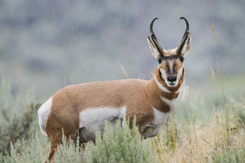 Pronghorn (Antilocapra americana) stock photo Pronghorn (Antilocapra americana) stock photo