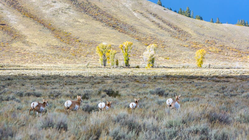 Pronghorn & x28; Antilocapraamericana& x29; på körningen arkivfoto Pronghorn & x28; Antilocapraamericana& x29; på körningen arkivfoto