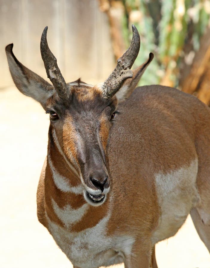 Pronghorn