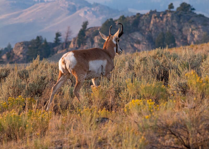 Pronghorn na escala aberta fotos de stock Pronghorn na escala aberta fotos de stock