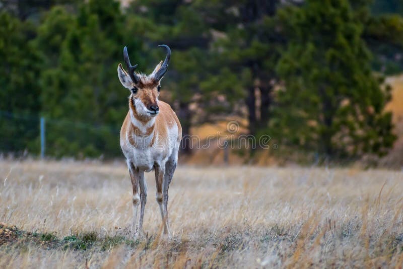 Artiodactyl mammal chilling in green pasture of the preserve park. Artiodactyl mammal chilling in green pasture of the preserve park