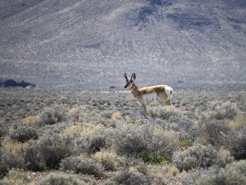 Pronghorn in Northern Nevada Stock Image Image of animals, nature