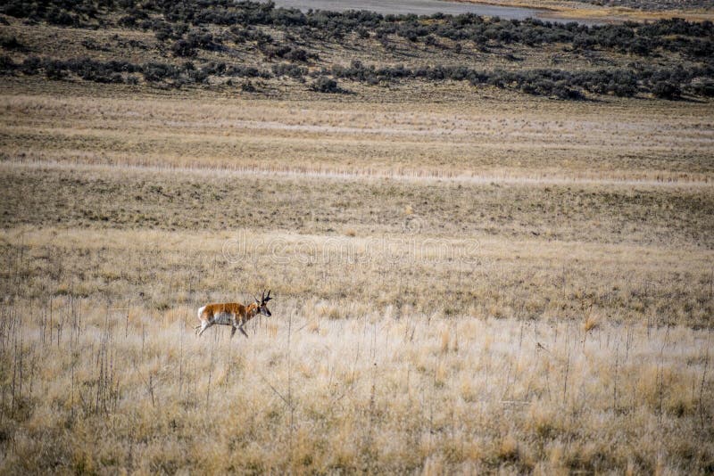 Pronghorn op het gebied van het Park van de Staat van het Antilopeeiland, Utah stock afbeeldingen Pronghorn op het gebied van het Park van de Staat van het Antilopeeiland, Utah stock afbeeldingen