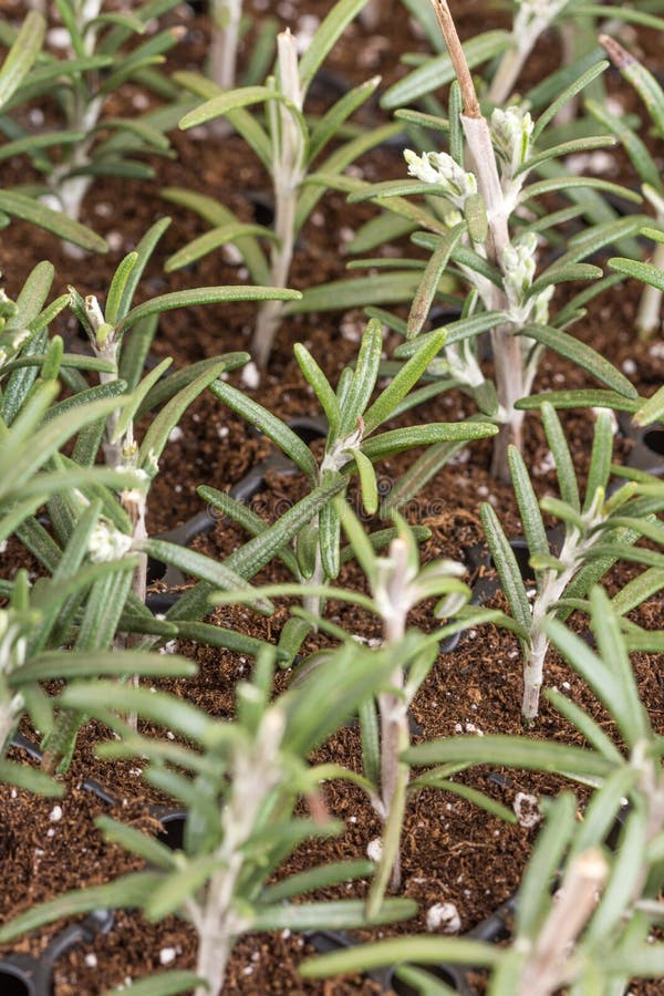 Propagating Rosemary Small Plants in the Plastic Nursery Box Stock