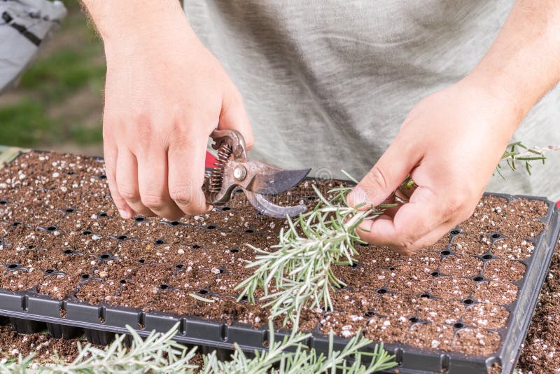 Propagating Small Rosemary Plants with Growth Hormone in the Container