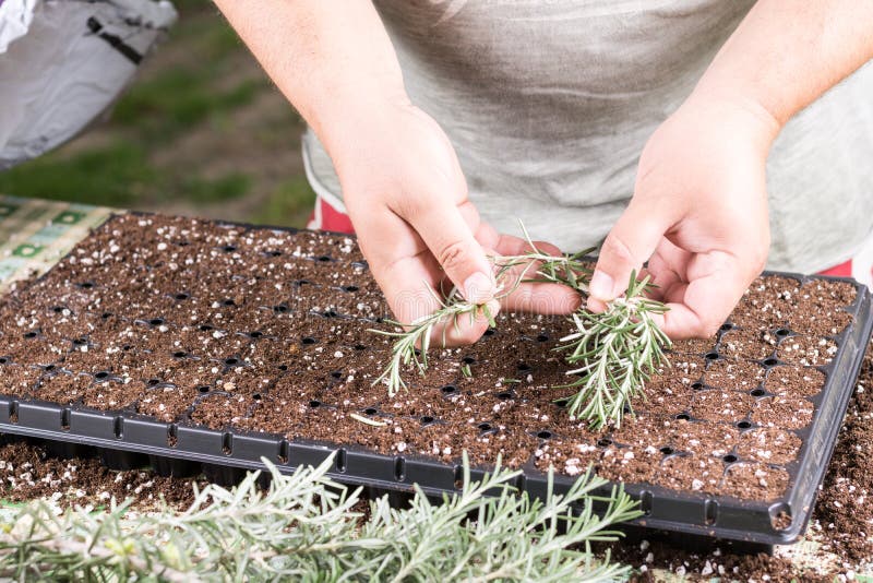 Propagating Small Rosemary Plants with Growth Hormone in the Container
