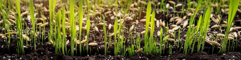 Propagation Par La Graine Du Zumula De Cyperus Ou L'herbe De Chat