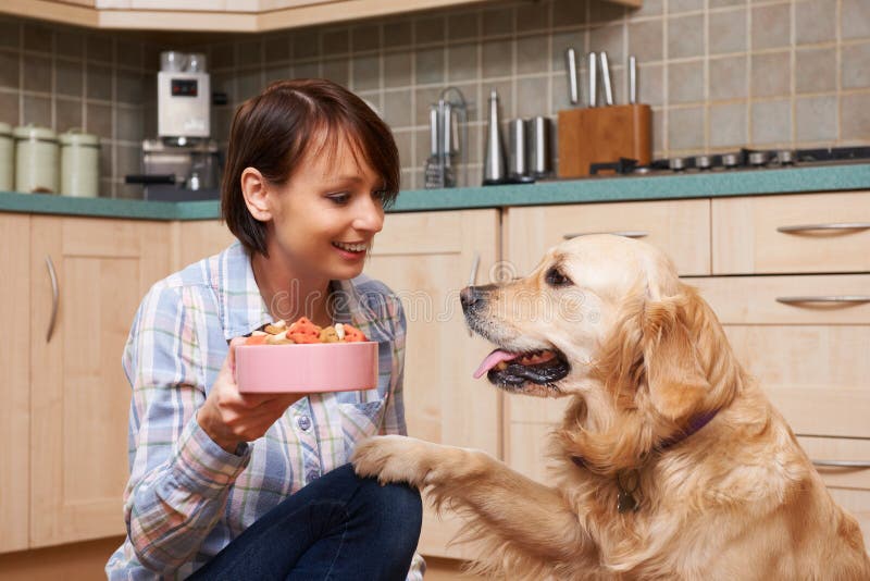 Owner Gives Golden Retriever Meal Of Dog Biscuits In Bowl. Owner Gives Golden Retriever Meal Of Dog Biscuits In Bowl