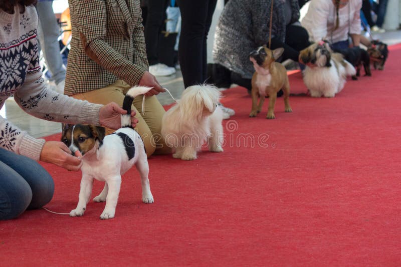Propriétaires avec des animaux familiers à une exposition canine photographie stock Propriétaires avec des animaux familiers à une exposition canine photographie stock