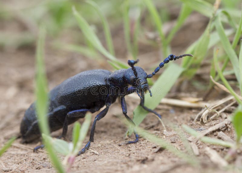 Kevers Meloe proscarabaeus in het gras stock fotografie
