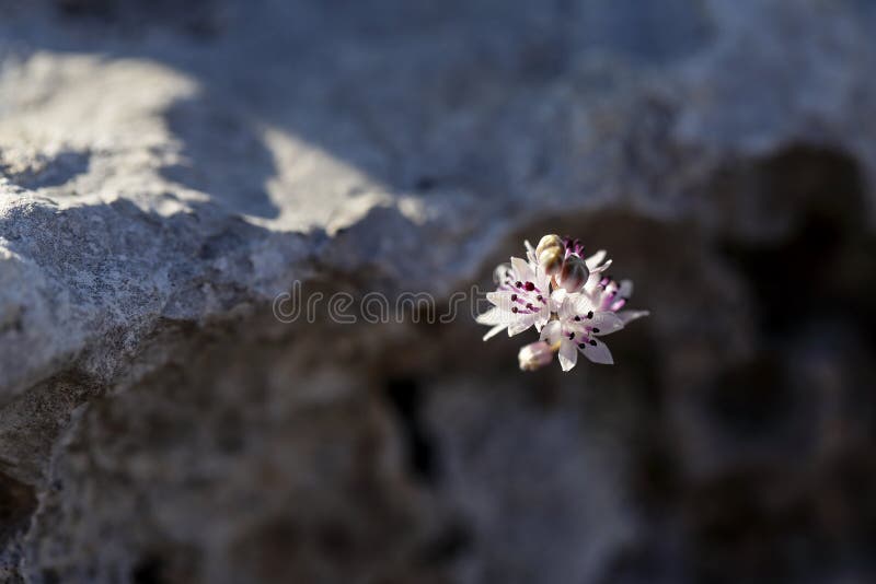 Prospero atumnale, autmn squill royaltyfri foto Prospero atumnale, autmn squill royaltyfri foto