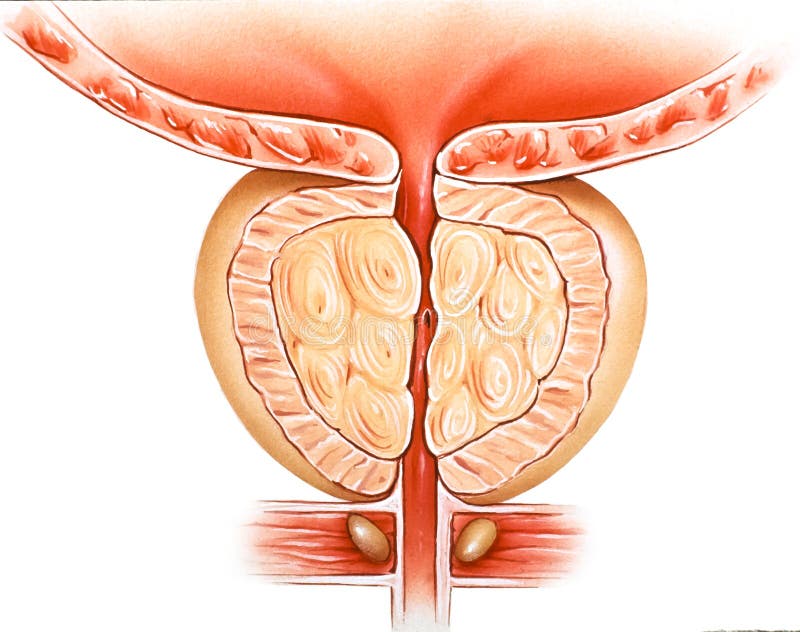 Torso - Female, Musculature Frontal View Stock Illustration - Illustration  of oblique, dorsi: 82092052