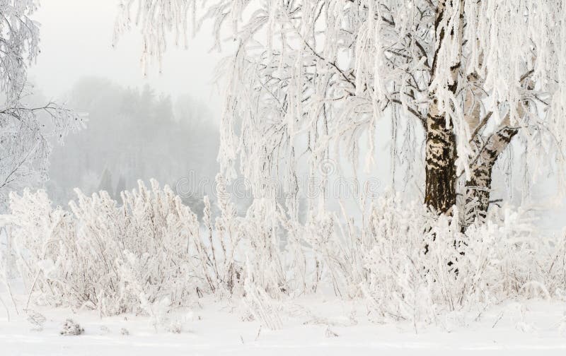 Proste tła obraz redaguje charakteru zimy nosicieli Hoarfrost na gałąź drzewa Zimna śnieżna pogoda śniegurek zimy Śnieżne rośliny obrazy royalty free