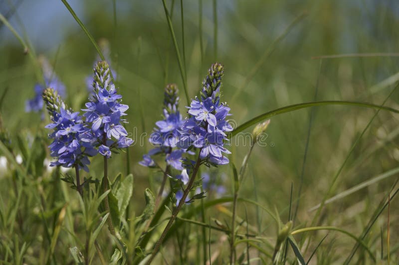 Prostrate speedwell or Rock speedwell -  Veronica prostrata