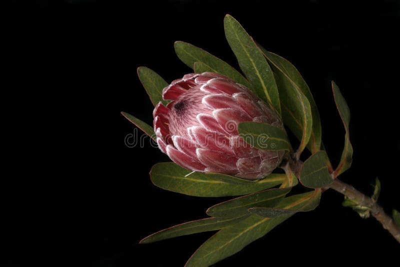 Also known as bearded sugarbushes. The flower is surrounded by colourful bracts which slowly open up to give a flower head, some as big as 25cm across. Also known as bearded sugarbushes. The flower is surrounded by colourful bracts which slowly open up to give a flower head, some as big as 25cm across