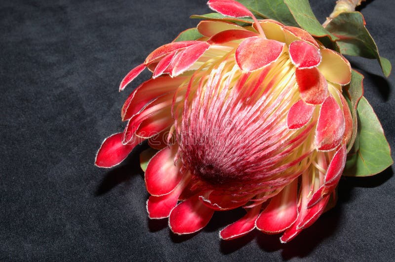 Protea on black