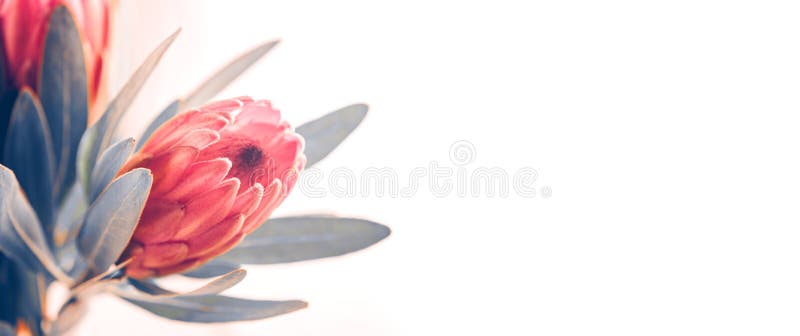 Protea buds closeup. Bunch of pink King Protea flowers over white. Valentine`s Day bouquet stock photos Protea buds closeup. Bunch of pink King Protea flowers over white. Valentine`s Day bouquet stock photos