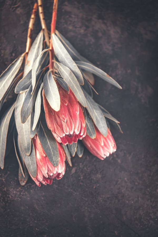 Protea buds closeup. Bunch of pink King Protea flowers over dark background. Valentine`s Day stock photography Protea buds closeup. Bunch of pink King Protea flowers over dark background. Valentine`s Day stock photography