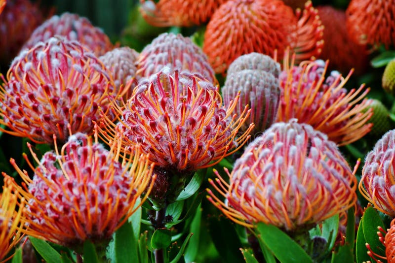 Protea comum do pincushion foto de stock. Imagem de vermelho 27087886