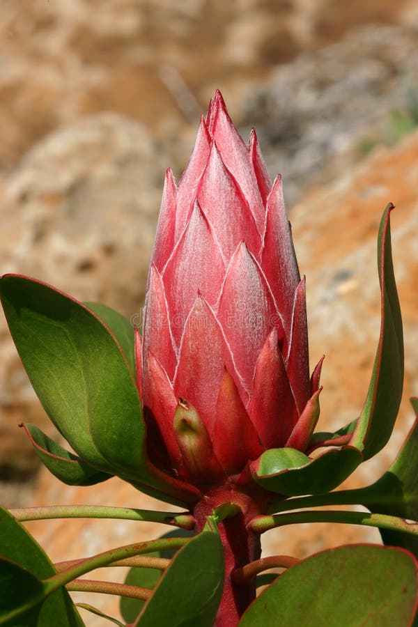 Pink Protea, about to bloom. Beautiful bracts of deep pink with a silvery white feathery sheen. Pink Protea, about to bloom. Beautiful bracts of deep pink with a silvery white feathery sheen.