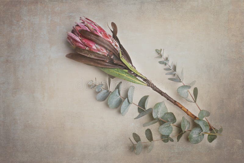 Protea, fynbos , South africa, wall art, fine art, still life. Protea, fynbos , South africa, wall art, fine art, still life