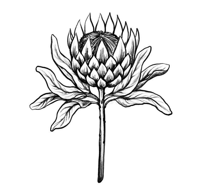 Protea Sketch Stock Illustrations – 2,415 Protea Sketch Stock ...