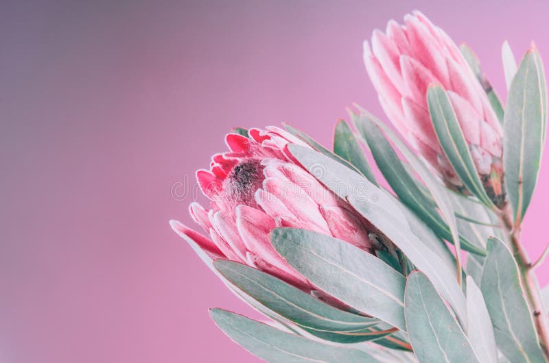 Protea flowers bunch. Blooming Pink King Protea Plant over pink background. Extreme closeup. Holiday gift, bouquet, buds royalty free stock photography Protea flowers bunch. Blooming Pink King Protea Plant over pink background. Extreme closeup. Holiday gift, bouquet, buds royalty free stock photography