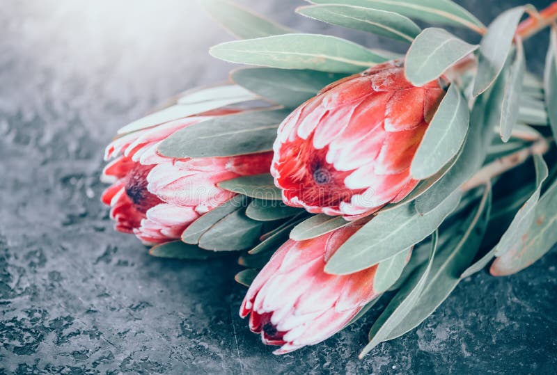 Protea flowers bunch. Blooming Pink King Protea Plant over dark background. Extreme closeup. Holiday gift, bouquet, buds royalty free stock images Protea flowers bunch. Blooming Pink King Protea Plant over dark background. Extreme closeup. Holiday gift, bouquet, buds royalty free stock images