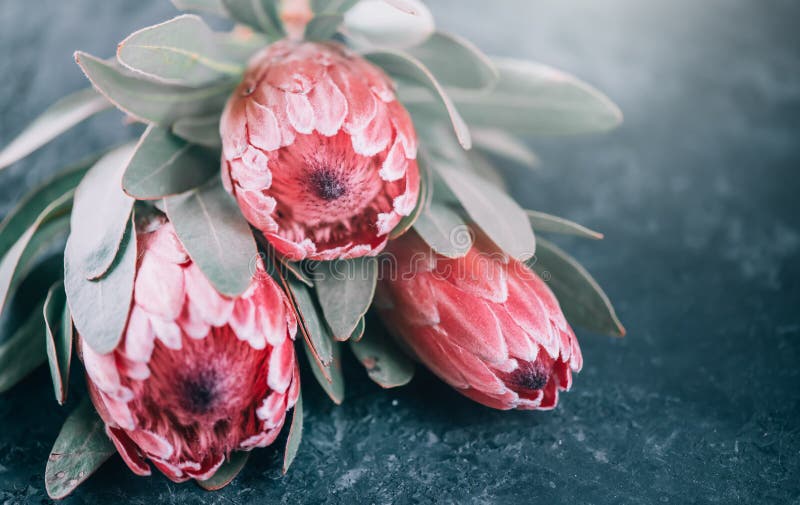 Protea flowers bunch. Blooming Pink King Protea Plant over dark background. Extreme closeup. Holiday gift, bouquet, buds stock image Protea flowers bunch. Blooming Pink King Protea Plant over dark background. Extreme closeup. Holiday gift, bouquet, buds stock image