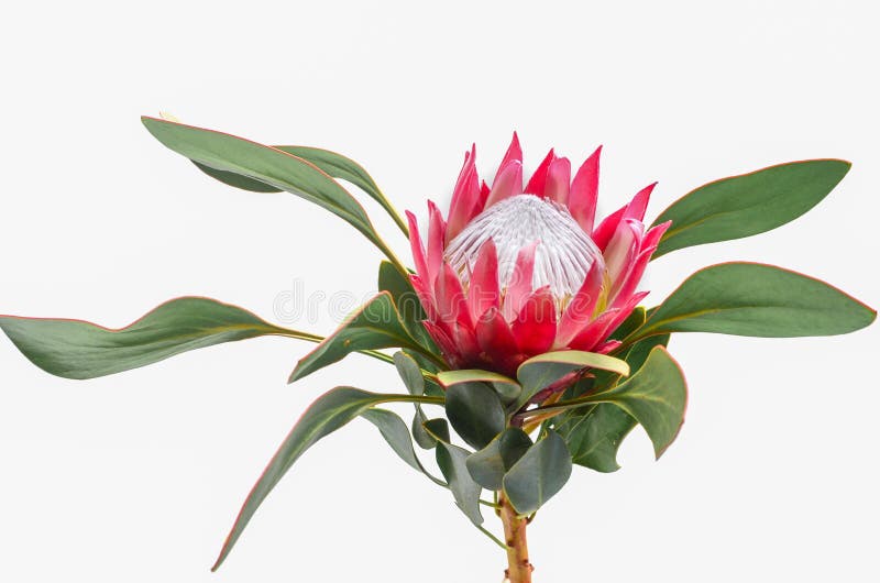 Protea flowers bunch. Blooming Pink King Protea Plant over White background. Extreme closeup. Holiday gift, bouquet, buds. One Bea stock images Protea flowers bunch. Blooming Pink King Protea Plant over White background. Extreme closeup. Holiday gift, bouquet, buds. One Bea stock images