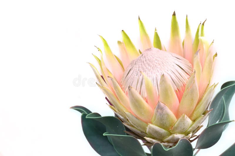 Protea flowers bunch. Blooming Yellow King Protea Plant over White background. Extreme closeup. Holiday gift, bouquet, buds. One B