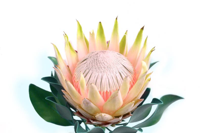 Protea flowers bunch. Blooming Yellow King Protea Plant over White background. Extreme closeup. Holiday gift, bouquet, buds. One B