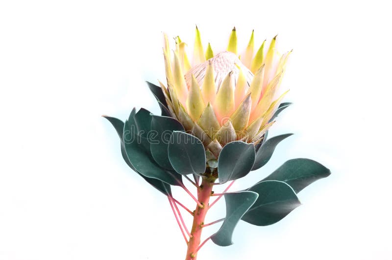 Protea flowers bunch. Blooming Yellow King Protea Plant over White background. Extreme closeup. Holiday gift, bouquet, buds. One B