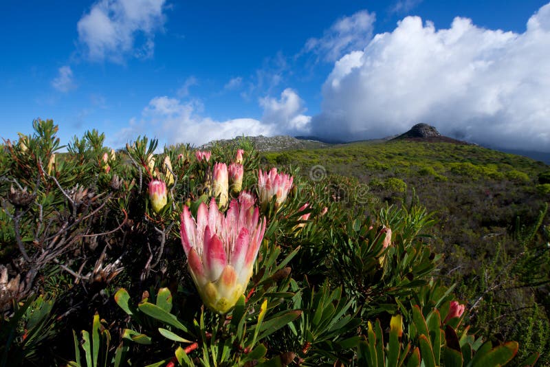 Protea Fynbos Cape Town stock photo. Image of cape, south 30748974