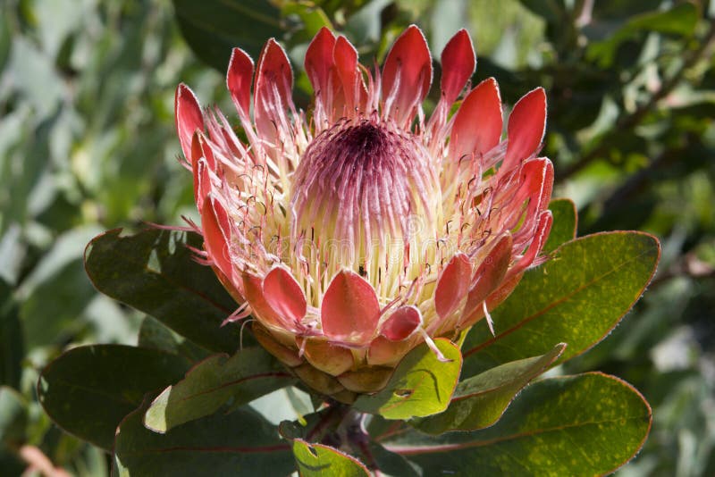 protea kirstenbosch ботанических садов стоковое изображение rf protea kirstenbosch ботанических садов стоковое изображение rf