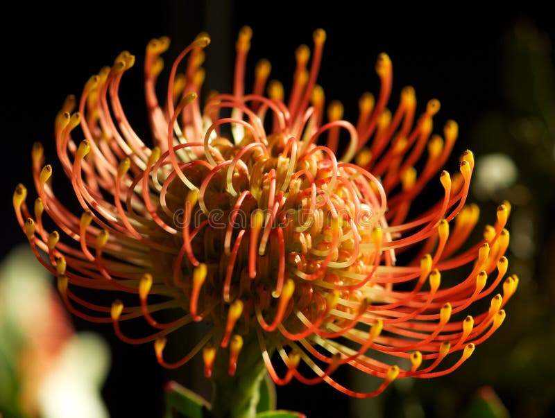 protea pincushion стоковая фотография protea pincushion стоковая фотография