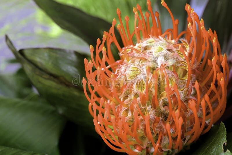 Protea Pincushion стоковое изображение Protea Pincushion стоковое изображение