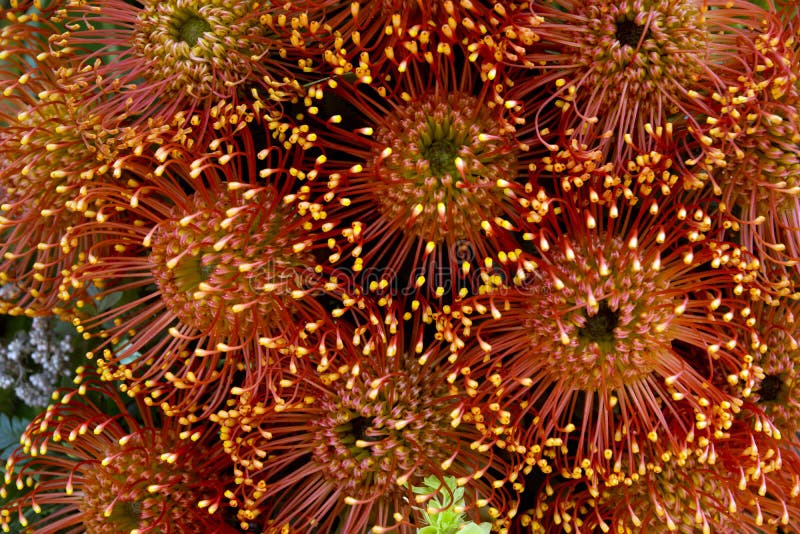 Protea pincushion flower stock image. Image of pincushion 63990443