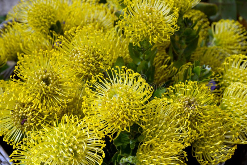 Protea pincushion flower stock photo. Image of spring 63990492
