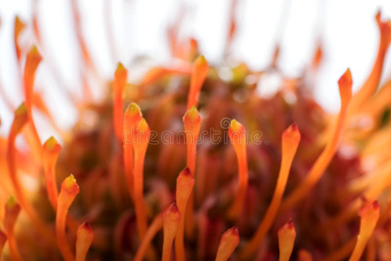 Protea Pincushion Flower in Full Bloom Stock Photo Image of closeup