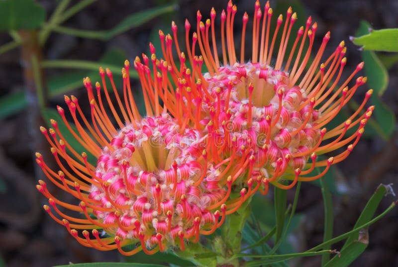 protea pincushion цветка стоковое изображение protea pincushion цветка стоковое изображение