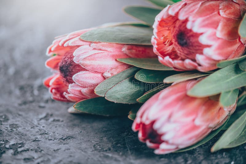 Proteaknoppcloseup Grupp av rosa blommor för konung Protea över mörk bakgrund valentin för dag s arkivfoto Proteaknoppcloseup Grupp av rosa blommor för konung Protea över mörk bakgrund valentin för dag s arkivfoto