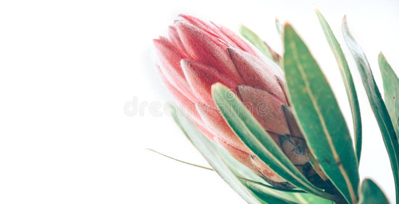 Proteaknoppcloseup Rosa blomma för konung som Protea isoleras på vit bakgrund Härligt skott för modeblommamakro valentin för dag arkivfoton