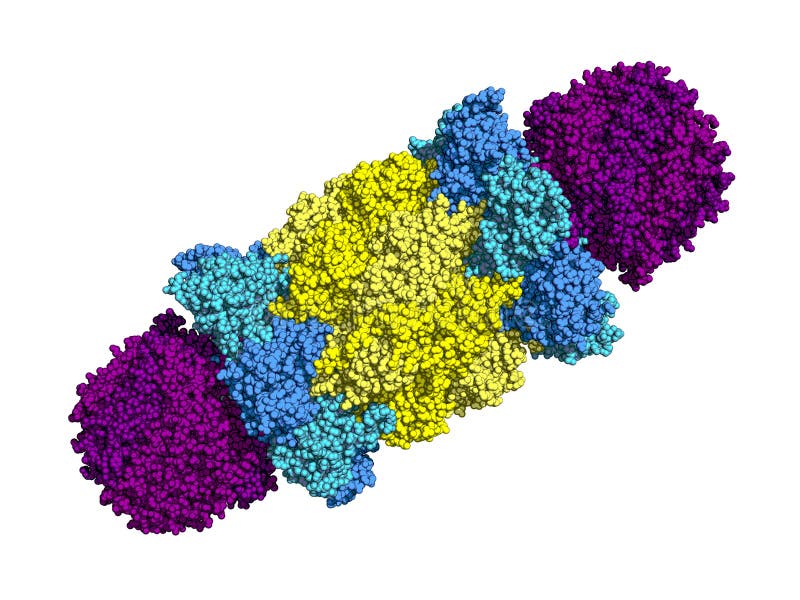 Proteasome model stock illustration Illustration of chain Biology Diagrams
