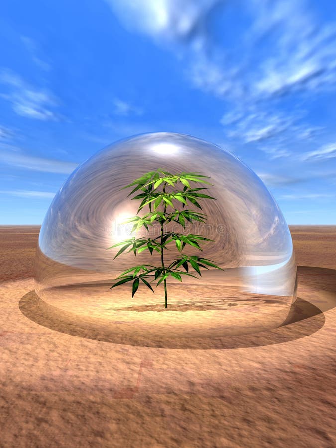 Plant under a glass dome in desert. Plant under a glass dome in desert