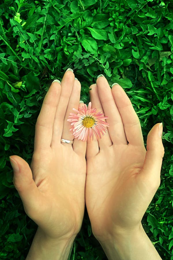 Protect Nature Flower in Hand Stock Image Image of hand, blossom