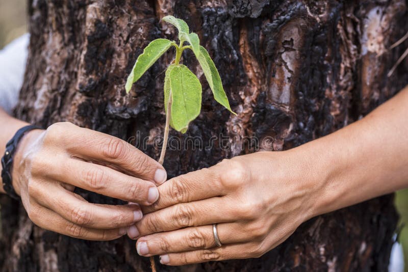 Protect and save nature trees concept for environment new green world planet - close up of woman hands holding leaf and old trunk