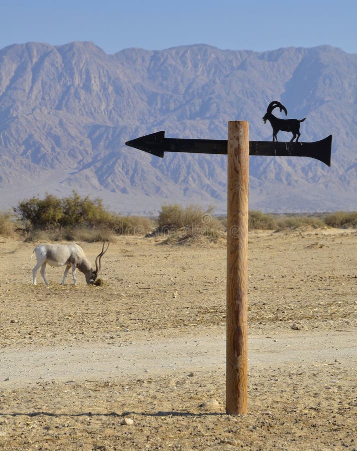 Protected animals in Hai-Bar reservation, Eilat