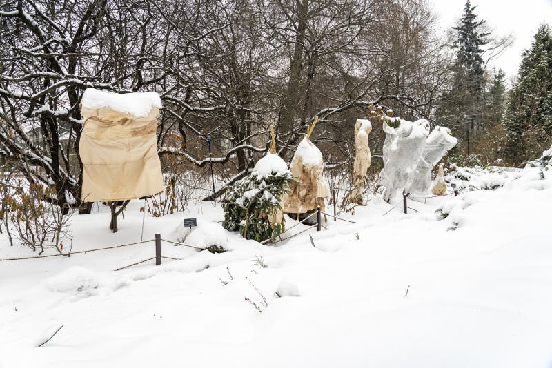 Protection D'hiver Pour Le Jardin Abri D'hiver Pour Les Plantes De Jardin  Abri Pour Les Rhododendrons Abri Pour Les Arbres Dans Image stock - Image  du vert, protégez: 237640943